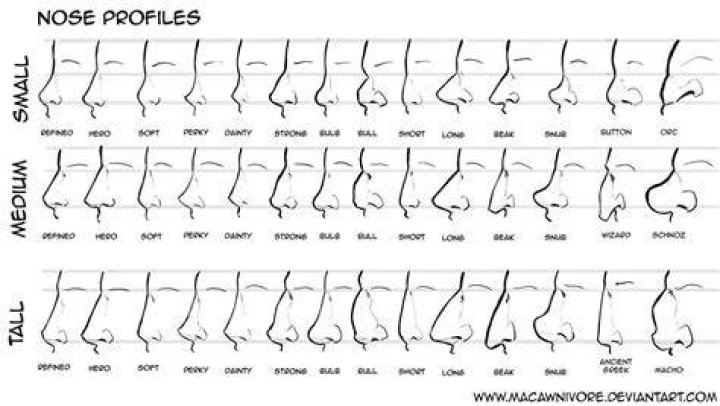 Nose Chart Reference by macawnivore on DeviantArt