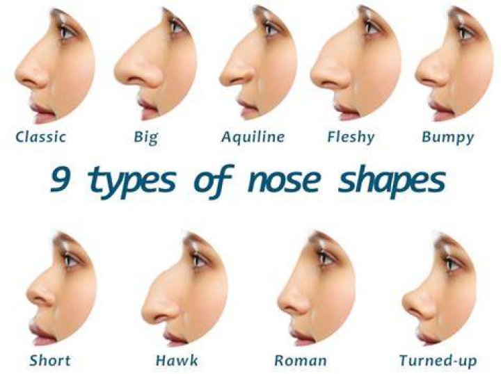 Nose Shape Types